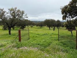 🌿 DEHESA EL ALFILEJO – ALCARACEJOS 🌿 photo 0