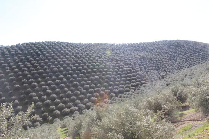 MAGNIFICO OLIVAR CON CASA, COCHERA PARA APEROS Y PISCINA ENTRE VILLAHARTA Y POZOBLANCO. photo 0