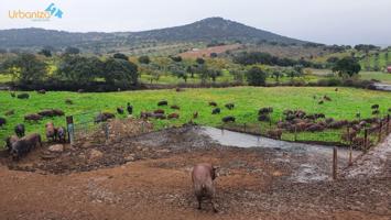 FINCA DE GANADO MUY CERCA DE SALVALEON photo 0