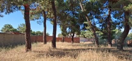 VENTA PARCELA CON PINOS EN NAVAS DE ORO. photo 0