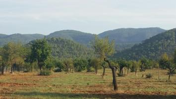 Parcela en bunyola con proyecto de construccion photo 0