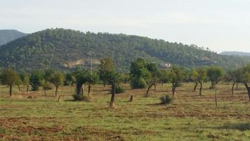 Parcela en Bunyola Parc photo 0