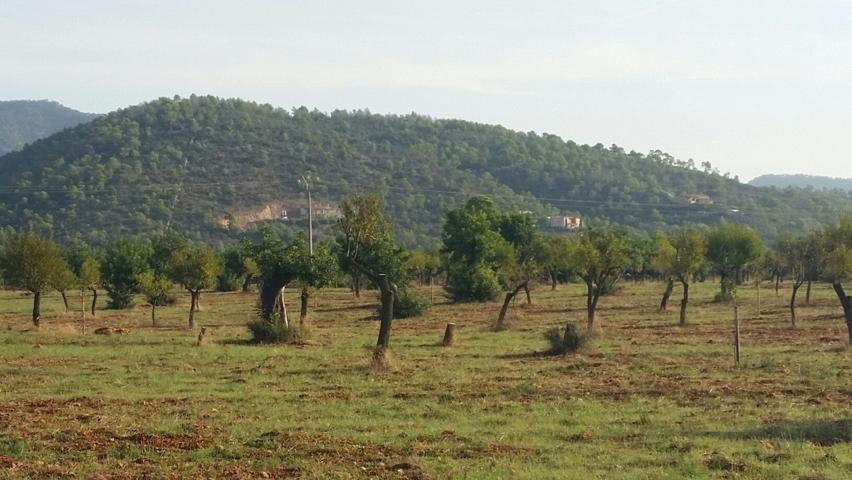 Parcela en Bunyola Parc photo 0