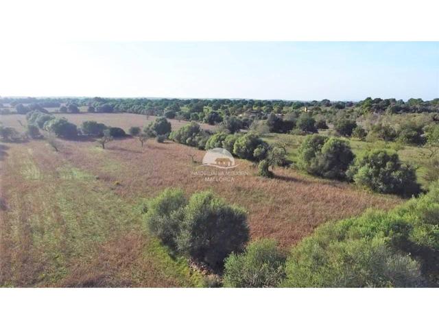 Parcela en venta en Ses Salines photo 0