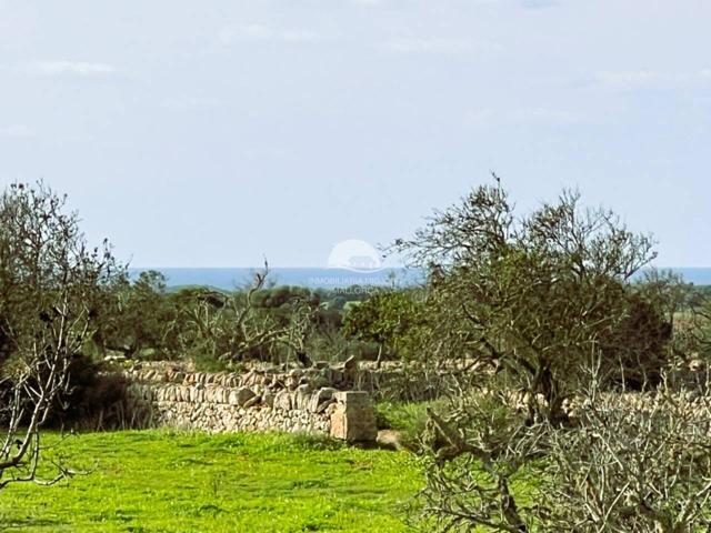 Terreno rustico en venta en Ses Salines photo 0
