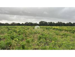 Venta de finca rústica en Porreres con proyecto básico photo 0