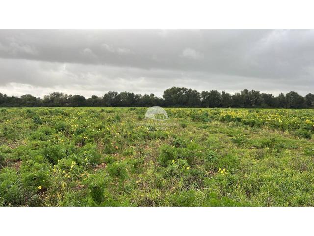 Venta de finca rústica en Porreres con proyecto básico photo 0