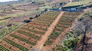Finca 4.000m2 sembrada con papas, aguacateros y viñas en El Sauzal photo 0