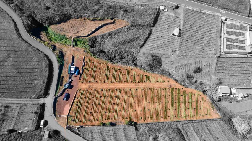 Finca 4.000m2 sembrada con papas, aguacateros y viñas en El Sauzal photo 0