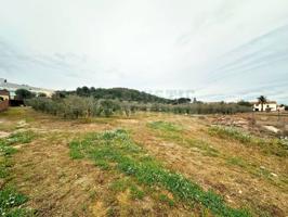 En venta parcela edificable en Parlavà (Girona) – Terreno llano con olivos y posibilidad de construcción photo 0