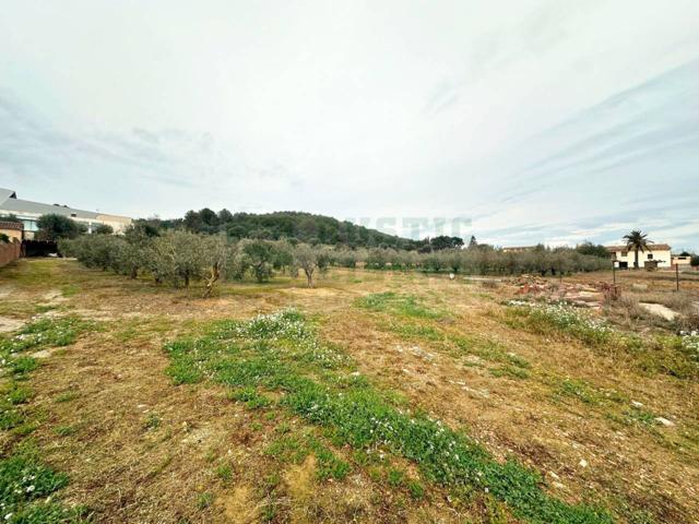 En venta parcela edificable en Parlavà (Girona) – Terreno llano con olivos y posibilidad de construcción photo 0