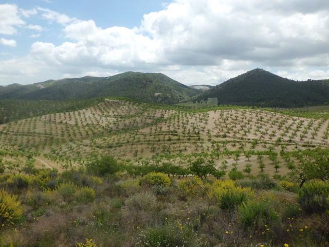 Finca Rústica, LOS GOMEZ, JARALES photo 0