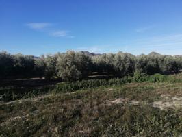 Terreno de regadío, Venta Ceferino photo 0
