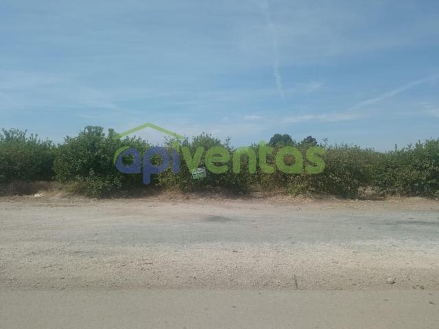 Parcela par edificar, plantada de Limoneros. photo 0