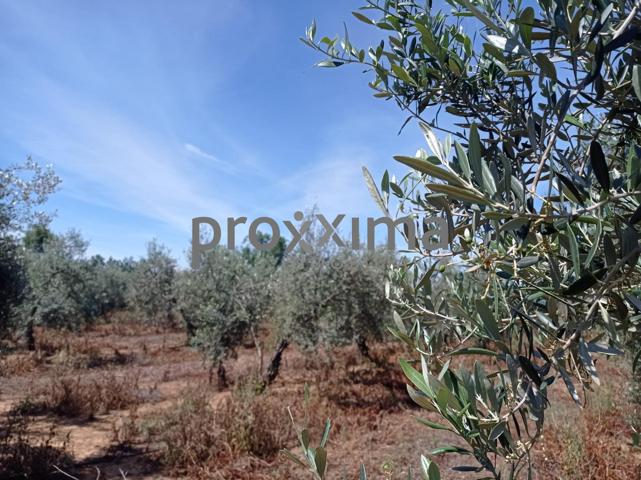 OLIVAR EN PRODUCCIÓN CON POSIBILIDAD DE CONSTRUIR VIVIENDA photo 0