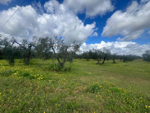 FINCA DE OLIVAR DE REGADIO DE UNA HECTÁREA photo 0