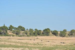 Finca rústica de 20,7 Ha. en Murcia en la pedanía de Gea y Truyols. Gran bajada de precio. photo 0