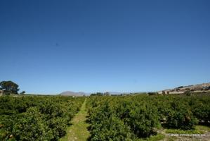 Finca rústica en Jacarilla, 40.000 m2. de superficie. photo 0