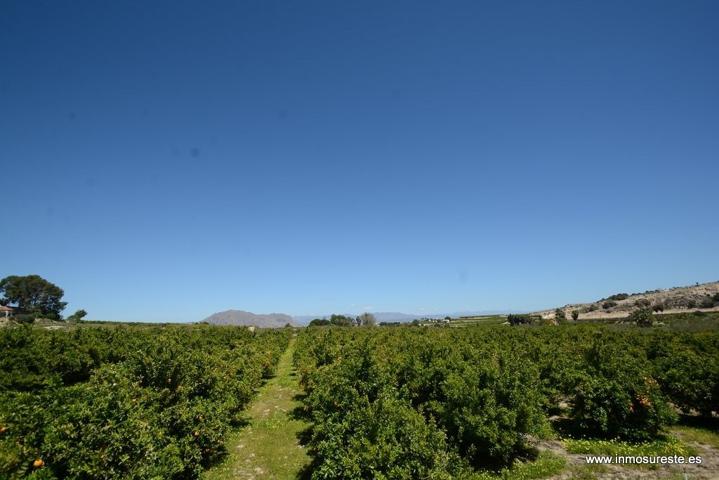 ¡¡ GRAN OPORTUNIDAD !! Finca rústica plantada de naranjos en Jacarilla, 40.000 m2. de superficie. photo 0
