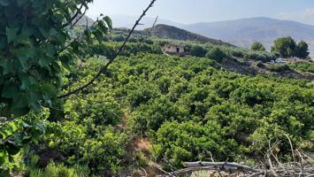 Finca con Producción de Naranjas y Vistas al Valle del Andarax photo 0