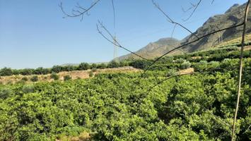 Finca con Producción de Naranjas y Vistas al Valle del Andarax photo 0