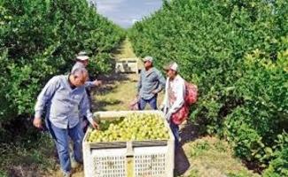 Esplendida finca rústica con casa, balsa ,etc..de 150 hectareas con limones Verna y mandarinas Afure photo 0