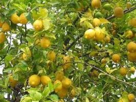 Finca rústica con 3 embalses,goteros,2 cabezales,goteros,vallada de 27,3 hectareas limones Verna photo 0