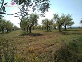 Se vende finca de almendros a pie de carretera photo 0