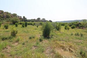 TERRENO DE 2 HANEGADAS ENTRE PETRES Y ALBALAT TARONGERS photo 0