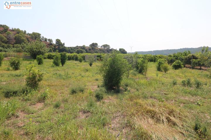 TERRENO DE 2 HANEGADAS ENTRE PETRES Y ALBALAT TARONGERS photo 0