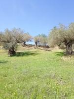 Terreno con olivos en un paraje idílico photo 0