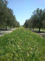 FINCA OLIVAR INTENSIVO DE RIEGO photo 0