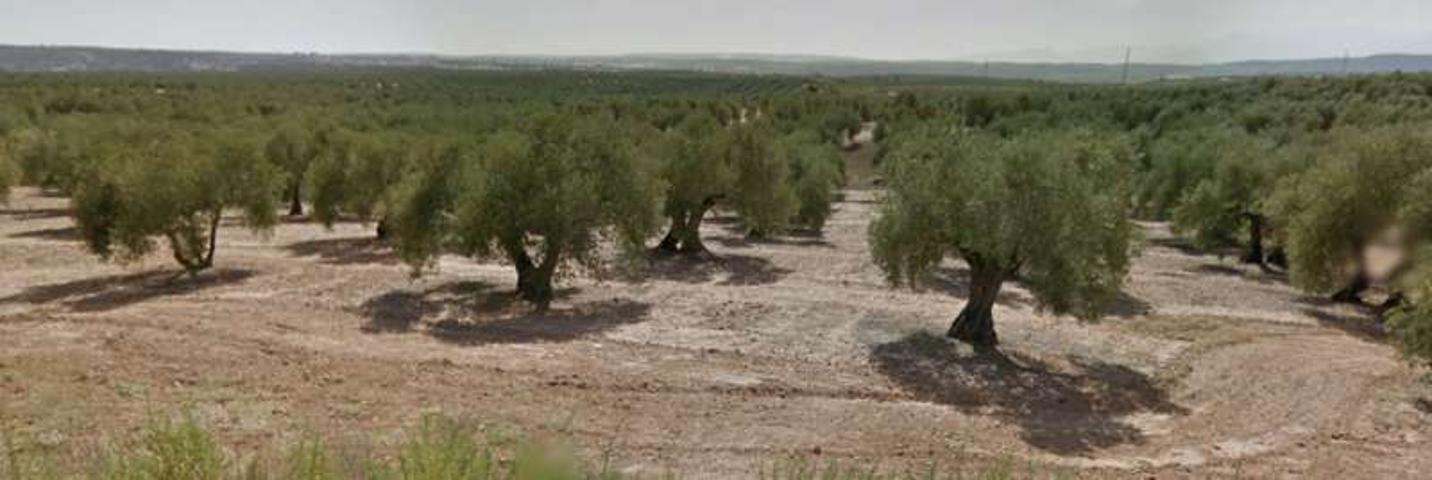 Olivas de secano de 43 matas. photo 0