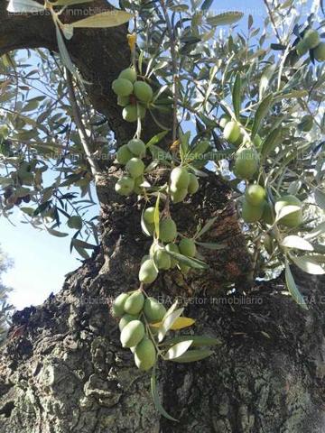OLIVAR 88 OLIVOS Y 18 ESTACAS EN BURGUILLOS photo 0