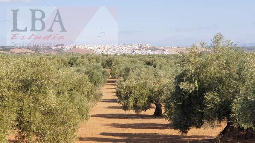 FINCA DE OLIVAS CENTENARIAS. photo 0