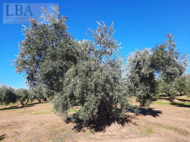 Olivar de 1550 matas. photo 0