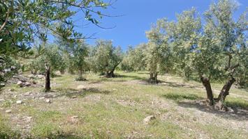 FINCA RUSTICA DE REGADIO EN COIN 16.200 M2 CON ARBOLES FRUTALES photo 0