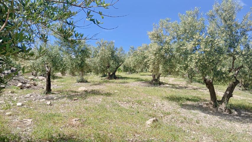 FINCA RUSTICA DE REGADIO EN COIN 16.200 M2 CON ARBOLES FRUTALES photo 0