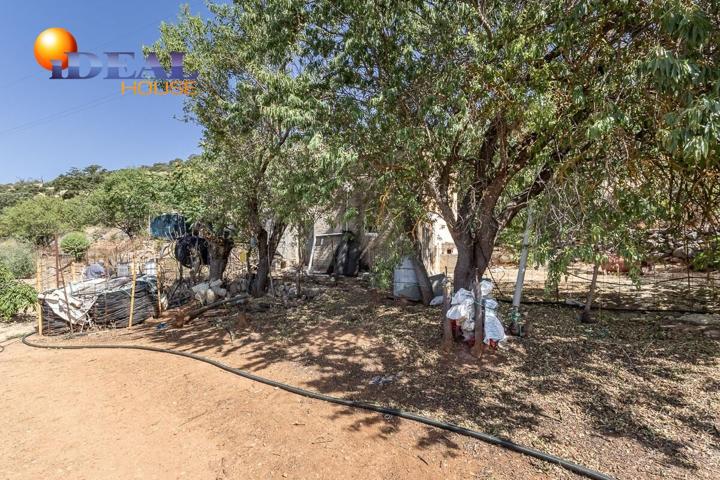 Oportunidad en Montefrío. Dos fincas rústicas con mucho potencial photo 0