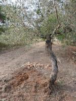 Terreno Agrícola en Mont-Roig del Camp - Oportunidad Única photo 0