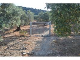 Finca de recreo de 14.000 m2 con pequeña casita, pozo y muchos olivos y frutales. photo 0