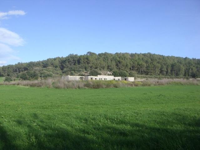 FINCA RÚSTICA CON PROYECTO PARA VIVIENDA EN ALGAIDA photo 0