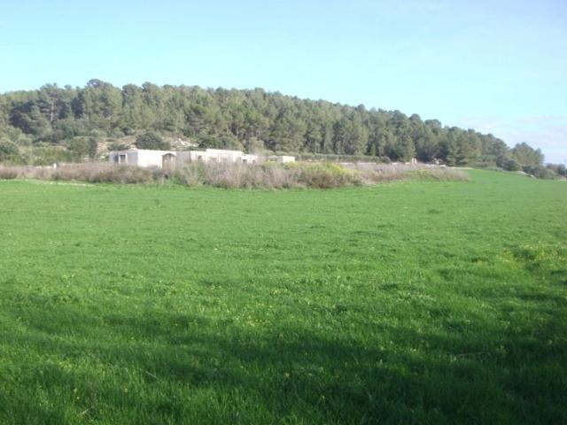 FINCA RÚSTICA CON PROYECTO PARA VIVIENDA EN ALGAIDA photo 0