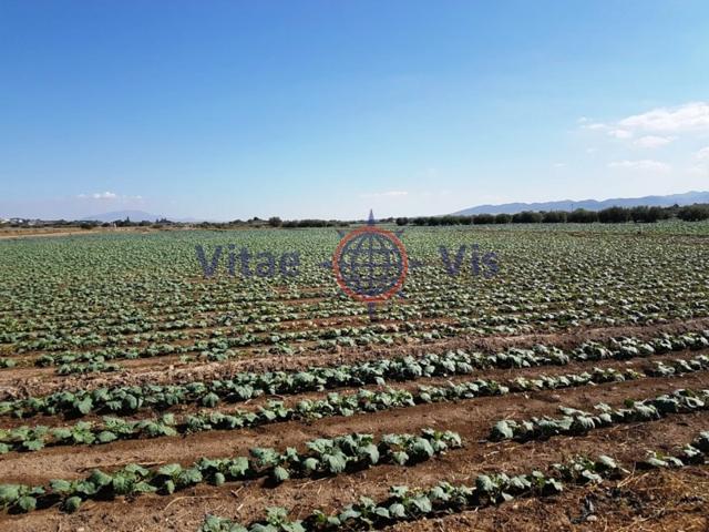 Terrenos Edificables En venta en Campillo, Lorca photo 0