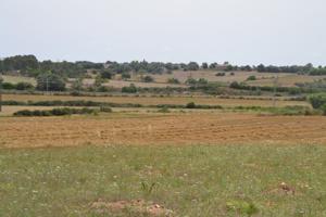 Finca Petra photo 0