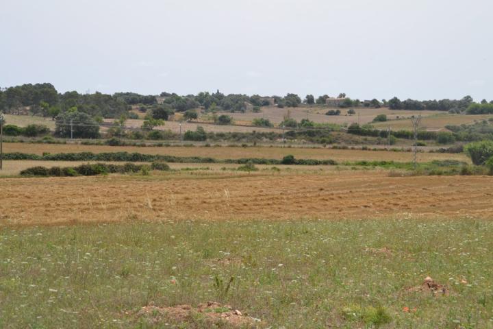 Finca Petra photo 0
