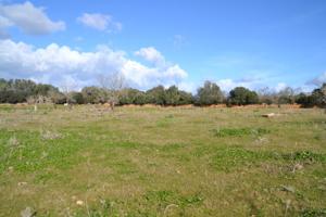 Finca rústica Manacor photo 0