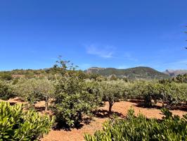 Alquiler larga estancia en Campanet photo 0
