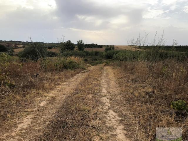 Terreno Urbanizable En alquiler en Montañina, Bollullos Par Del Condado photo 0