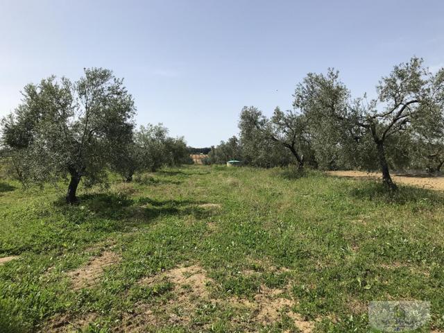 Terreno Urbanizable En venta en Remuñana, Bollullos Par Del Condado photo 0